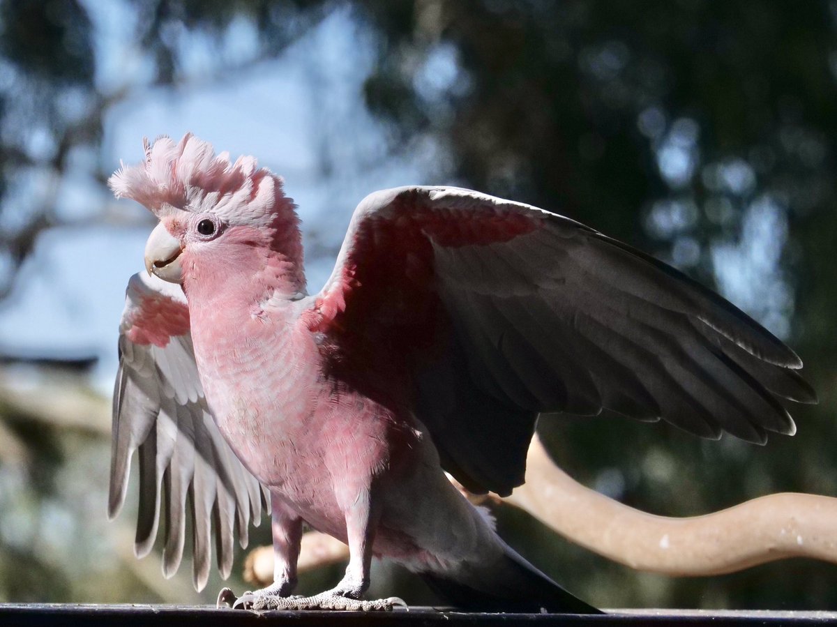 Hope it’s not too late to enter these pale pink juvie galah leggings into #BirdsWithPantsOFF @_erikaroper @ParrotOfTheDay #WildOz #BirdsWithPants #AustralianWildlife #NaturePhotography