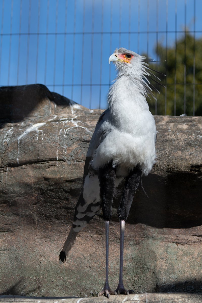 みてるだけよ 神々しい 東武動物公園 ヘビクイワシ プロア