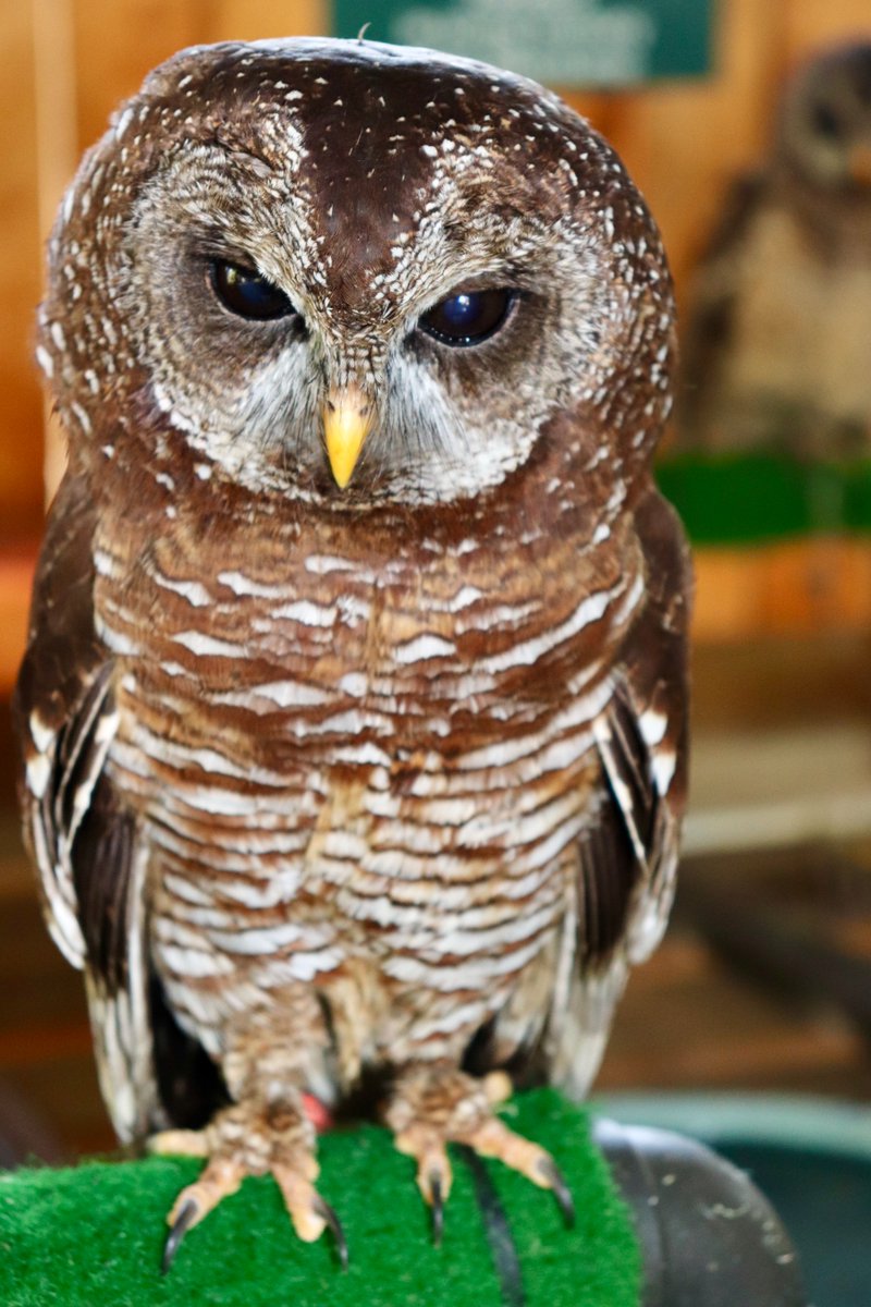 LaurasWorldza's tweet photo. What I like most about Eagle Encounters is the work that they do rehabilitating &amp; releasing birds back into the wild, where possible.
This, to me makes them caretakers, honourable ones at that. I highly recommend a visit!

#LaurasWorld
#EagleEncounters
#Spier
#ProudlyStellenbosch https://t.co/mAzaVS6l61