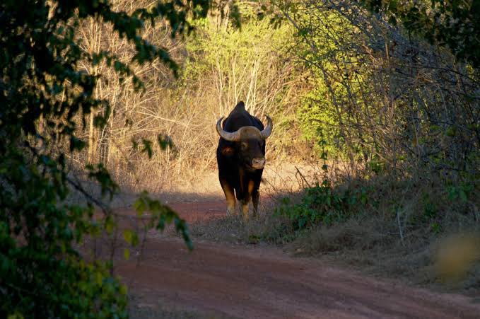 When he asked his master about Prabhu and how Prabhu looked like, the brahmin got irritated. He pointed to a bull grazing nearby and told Unnikkoran that Prabhu looked like the bull. Overjoyed Unnikkoran started worshipping the bull till it disappeared in the forest.