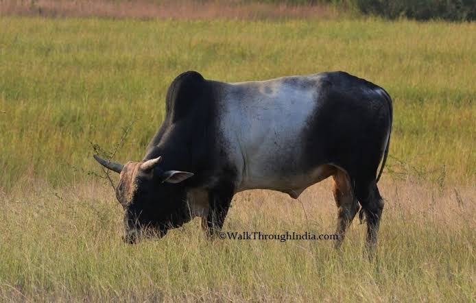 After sometime, his master looked back. Unnikkoran told him that the bull was helping him carry the bags. The master saw only 2 bags dangling in air. It was then that the brahmin realised the true meaning of devotion and the power of love. He bowed before Unnikkoran in guilt.