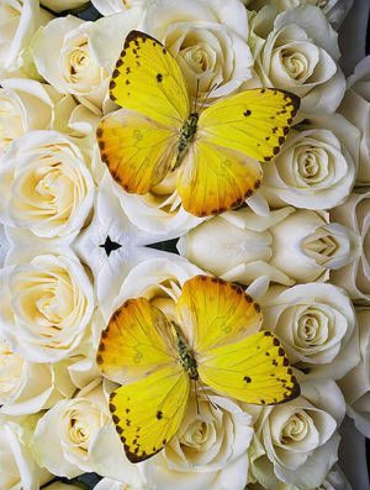 A small Aesthetic for Our Beloved Sushant Sush X butterflies  ( Decided to make this boz I am lover of butterflies ) just try  #OneVoice4SSRDisha 1. Yellow butterflies× sushi ..