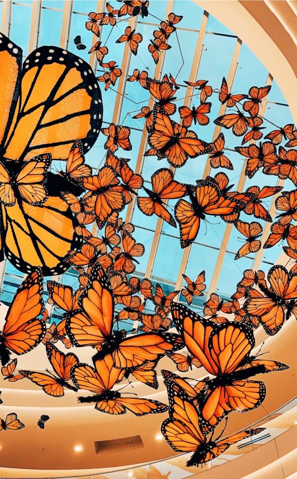 Orange  butterflies  × sushi  #OneVoice4SSRDisha