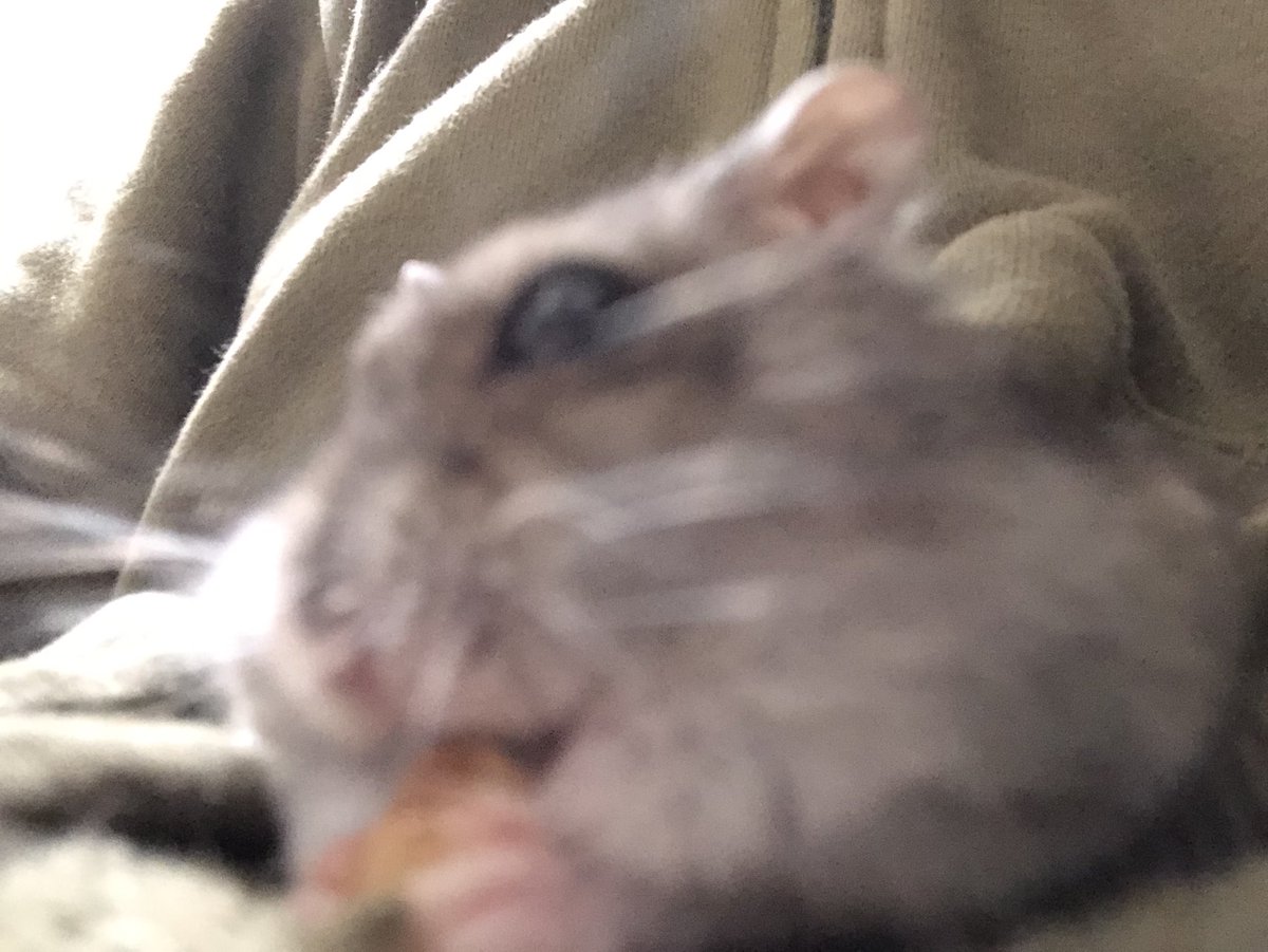 【4日目】
母子ともに元気( ˙꒳​˙  )
毛色も少しずつわかってきた！！