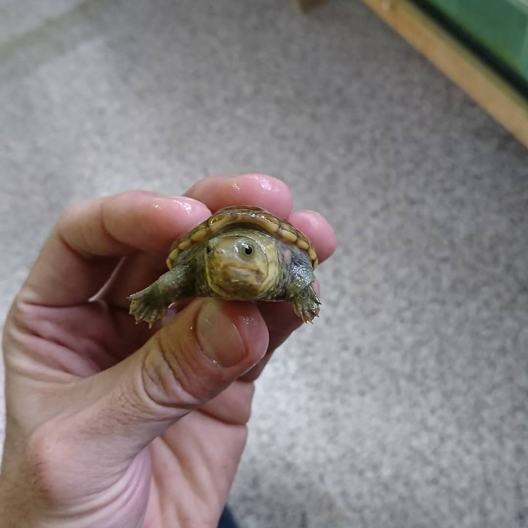 From Scratch フロムスクラッチ カメの顔を撮影して楽しんでいました ハラガケガメ ヌマヨコクビガメ ノーザンダイヤモンドバックテラピン キボシイシガメ 皆 迷惑だったご様子で 少し反省 風でも聡太でもない店長より 爬虫類ショップ From Scratch フロムスクラッチ カメの顔を撮影して楽しんでいました ハラガケガメ ヌマヨコクビガメ ノーザンダイヤモンドバックテラピン キボシイシガメ 皆 迷惑だったご様子で 少し反省 風でも聡太でもない店長より 爬虫類ショップ