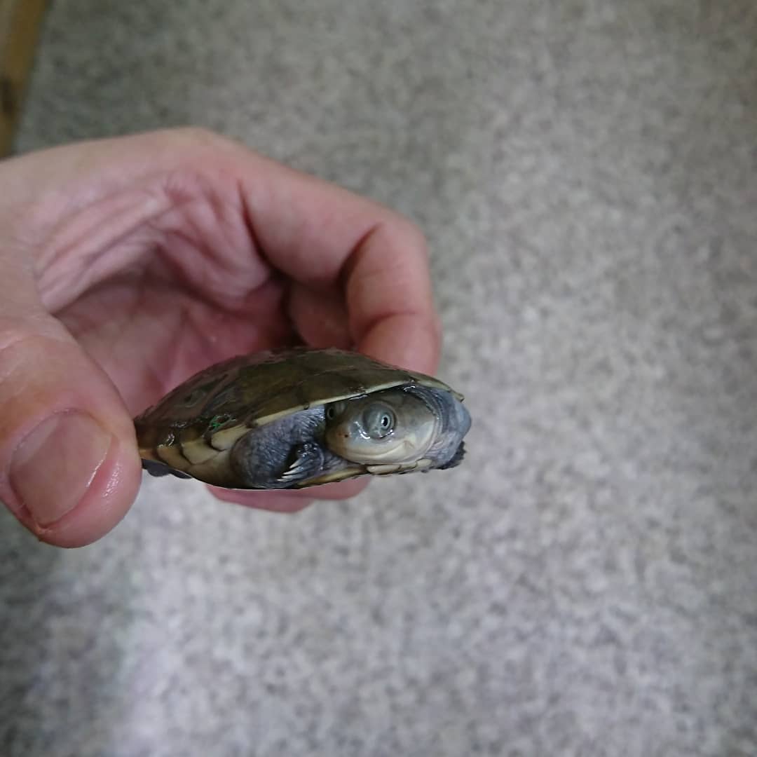 From Scratch フロムスクラッチ カメの顔を撮影して楽しんでいました ハラガケガメ ヌマヨコクビガメ ノーザンダイヤモンドバックテラピン キボシイシガメ 皆 迷惑だったご様子で 少し反省 風でも聡太でもない店長より 爬虫類ショップ From Scratch フロムスクラッチ カメの顔を撮影して楽しんでいました ハラガケガメ ヌマヨコクビガメ ノーザンダイヤモンドバックテラピン キボシイシガメ 皆 迷惑だったご様子で 少し反省 風でも聡太でもない店長より 爬虫類ショップ