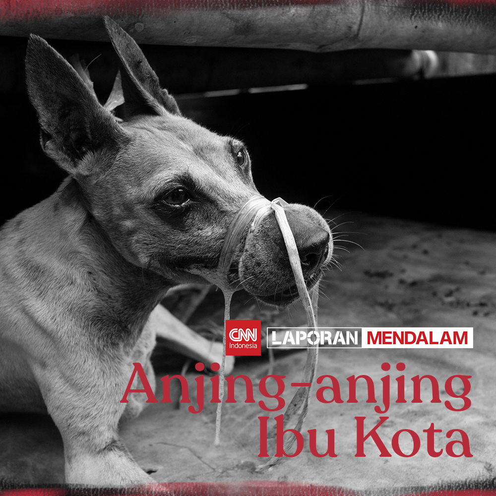 CNNIndonesia's tweet photo. Anjing-anjing liar dari penjuru daerah di Indonesia dibawa ke Jakarta dengan perilaku yang tidak baik. Mereka dibawa untuk disajikan.

Baca kisah anjing-anjing ibu kota di https://t.co/ak8iXZkY4i #LaporanMendalam #CNNIndonesia https://t.co/lkPLRHTCV4
