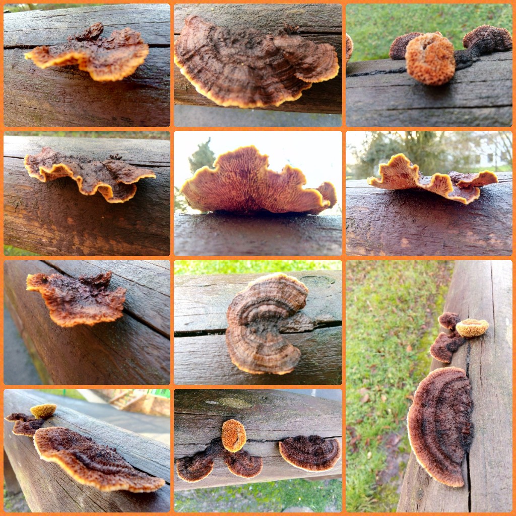 #FungiFriday #FungusFriday. Never ignore a wooden handrail when there's trees about, just look at these beauties. 😍 #Mushrooms #SolaceInNature #postivity #joy