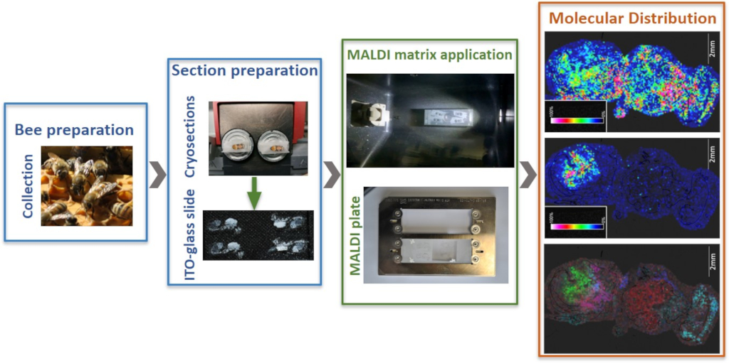 BioparkA's tweet image. Presenting at our third #PoshBee2021 annual meeting how #MALDI imaging mass spectrometry can help to follow the molecular changes in honeybees following exposure to environnemental stressors @poshbee_eu  #EUpollinators