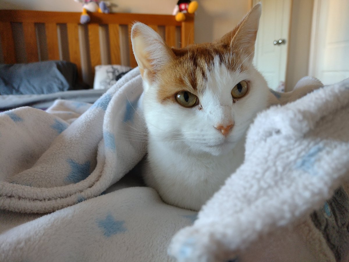 DrSchrodinger15's tweet photo. Just taking a moment to think of all those humans who don't get to stay in bed all day.

Moment over. Back to important things. Like me.

@PetsatHome #CosyVIP #FridayMorning #TheCatsWeTweet https://t.co/zHltes6zmY