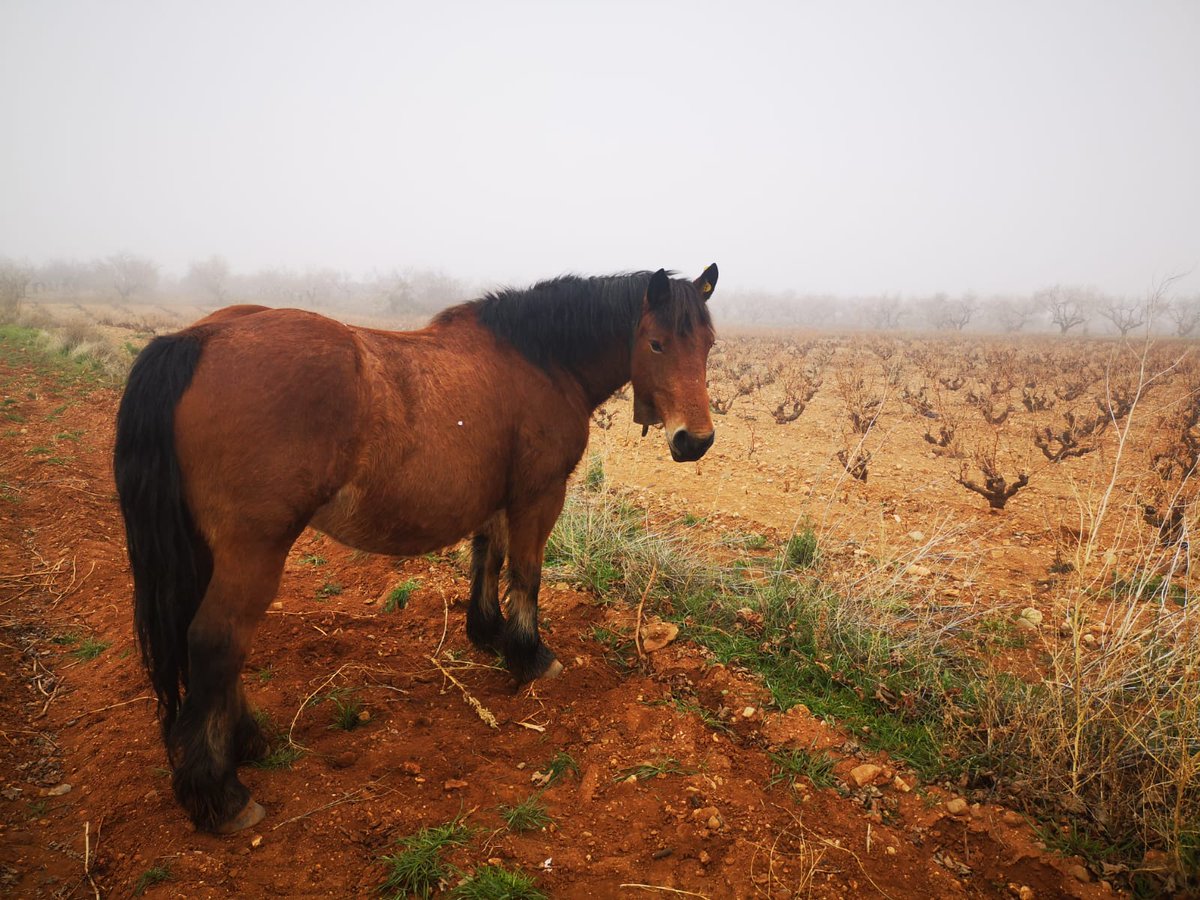 vitisad's tweet photo. Parece que a unos 🐴🐎les está gustando las primeras 🌱🌿 que están brotando en una de las cubiertas vegetales espontáneas del #viñedo que @ontanonbodegas, #bodega colaboradora en #VITISAD🇪🇺, tiene en #Quel #LaRioja https://t.co/UldESssO8C
