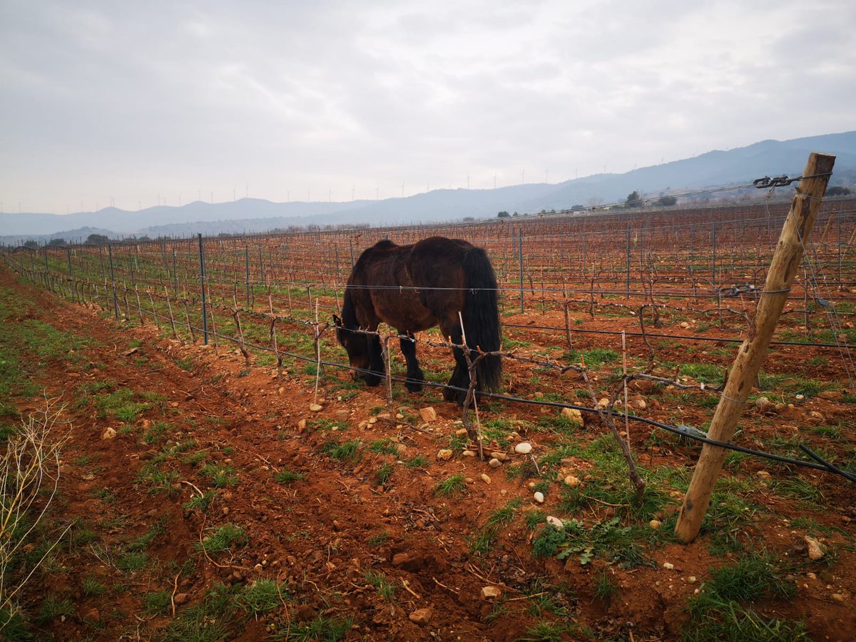 vitisad's tweet photo. Parece que a unos 🐴🐎les está gustando las primeras 🌱🌿 que están brotando en una de las cubiertas vegetales espontáneas del #viñedo que @ontanonbodegas, #bodega colaboradora en #VITISAD🇪🇺, tiene en #Quel #LaRioja https://t.co/UldESssO8C