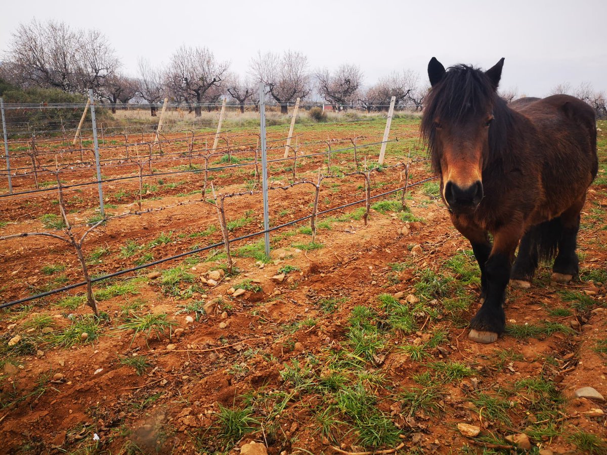 vitisad's tweet photo. Parece que a unos 🐴🐎les está gustando las primeras 🌱🌿 que están brotando en una de las cubiertas vegetales espontáneas del #viñedo que @ontanonbodegas, #bodega colaboradora en #VITISAD🇪🇺, tiene en #Quel #LaRioja https://t.co/UldESssO8C