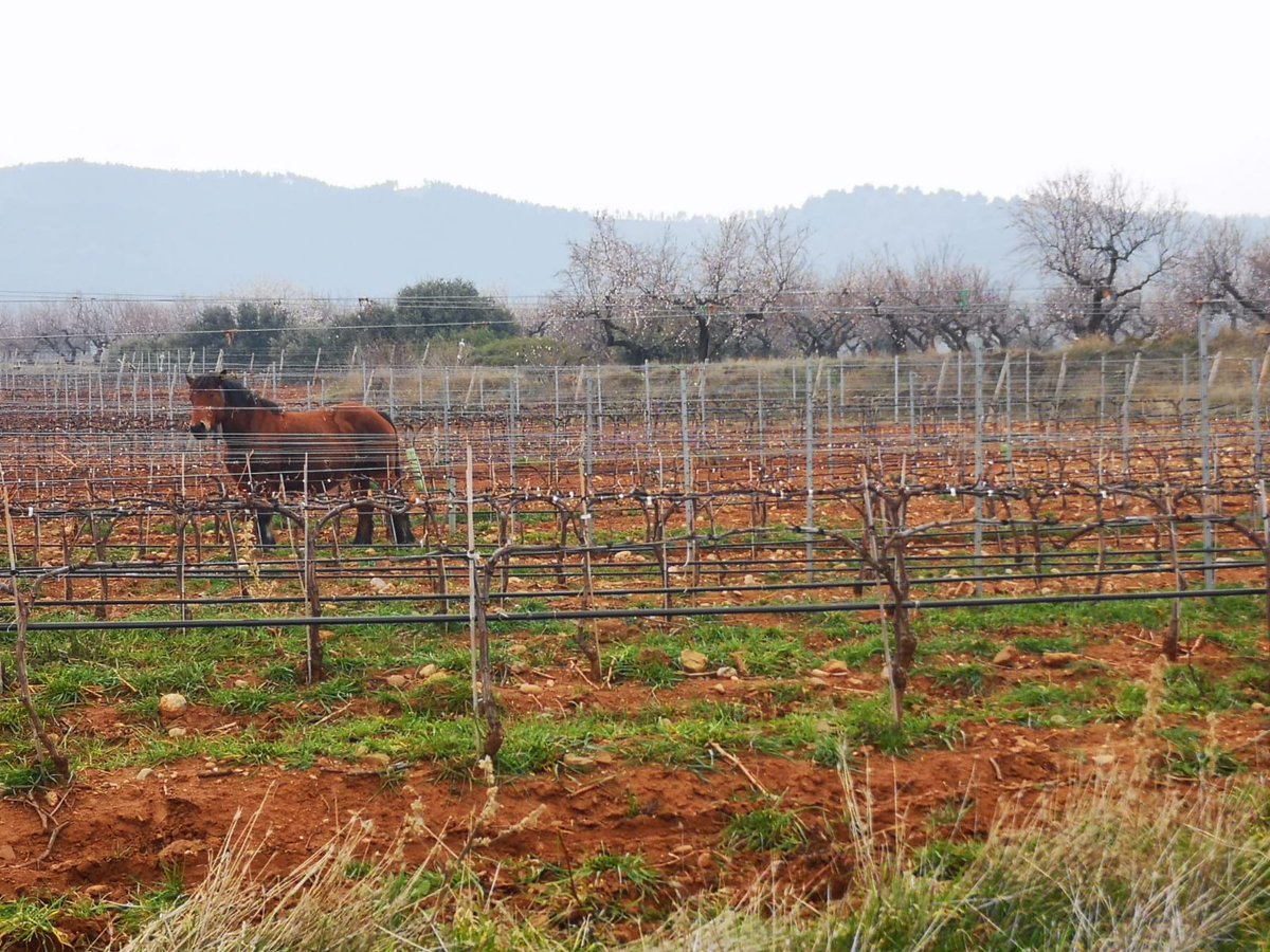 vitisad's tweet photo. Parece que a unos 🐴🐎les está gustando las primeras 🌱🌿 que están brotando en una de las cubiertas vegetales espontáneas del #viñedo que @ontanonbodegas, #bodega colaboradora en #VITISAD🇪🇺, tiene en #Quel #LaRioja https://t.co/UldESssO8C