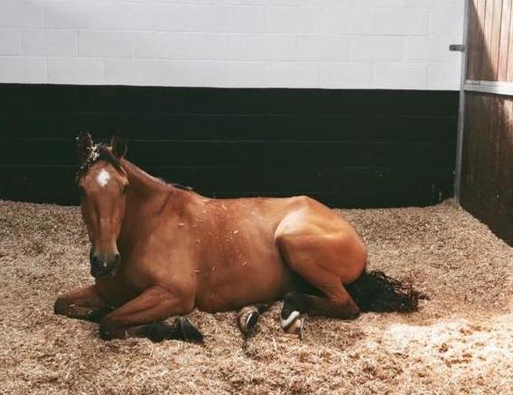 Even if the weather is grim and we're still in lockdown, a cosy Caviera bed is worth staying in for and gets the approval of Hobs at Emily King 's yard

😍😍😍
