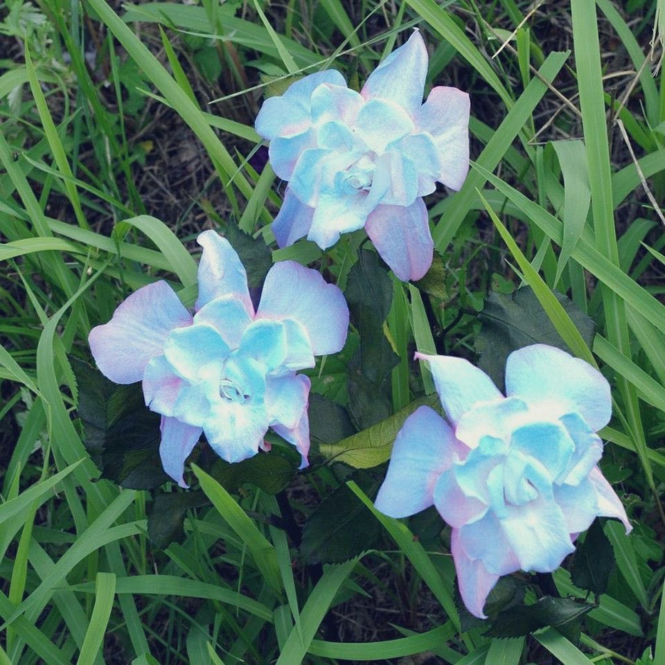 uy_vkk's tweet photo. 自分お花屋さんなんですけど
うちのお店に入ってきたスイートピーがスメラルドすぎてヤバイっていうのをarmyに伝えたい、、、
#bts
#スメラルド https://t.co/FG75oFrOjz