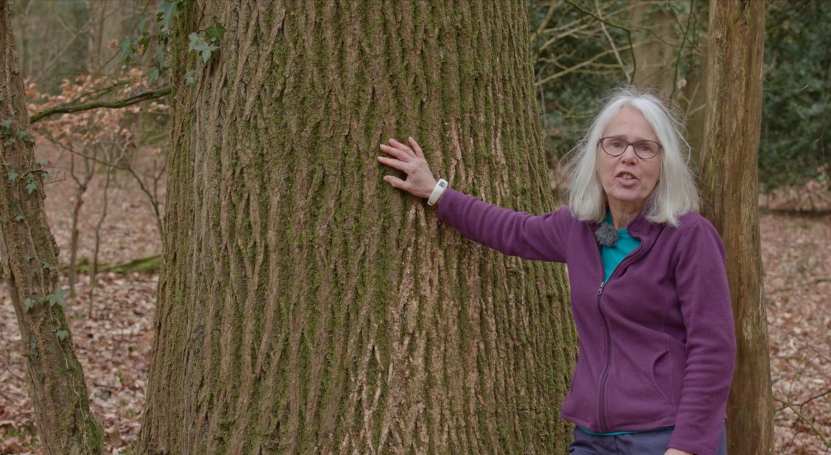 Ancient Tree Forum (@ancienttreesatf) on Twitter photo Final Fungi Friday Film! Professor Lynne Boddy talks through colonisation of sapwood in the absence of wounding vetcert.eu/node/49 <a href="/ArbAssociation/">Arboricultural Association</a> <a href="/BritMycolSoc/">British Mycological Society</a> <a href="/royal_forestry/">RoyalForestrySociety</a> #fungifriday Final Fungi Friday Film! Professor Lynne Boddy talks through colonisation of sapwood in the absence of wounding vetcert.eu/node/49 <a href="/ArbAssociation/">Arboricultural Association</a> <a href="/BritMycolSoc/">British Mycological Society</a> <a href="/royal_forestry/">RoyalForestrySociety</a> #fungifriday