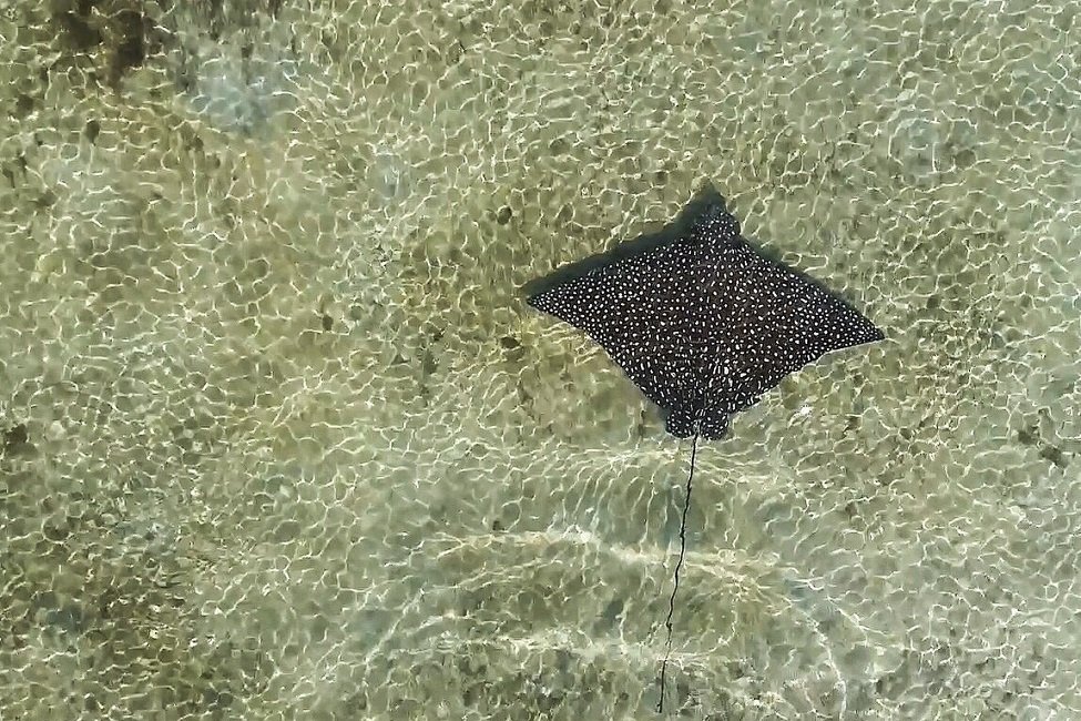 DrHulkFish's tweet photo. @MA_Sharks @MDPIOpenAccess @GregSkomal @MassDFG @A_WhiteShark @sharkmigration Congrats 👏 🦈! Next up...rays? Whaddyasay @MarineMegafauna @MsHullRay @peclabfiu @GeorgiaAquarium @Batoidman #flatsharkfriday #rayrevolution #raystheroof #raysneedlove2 https://t.co/uCeDrMNUgu