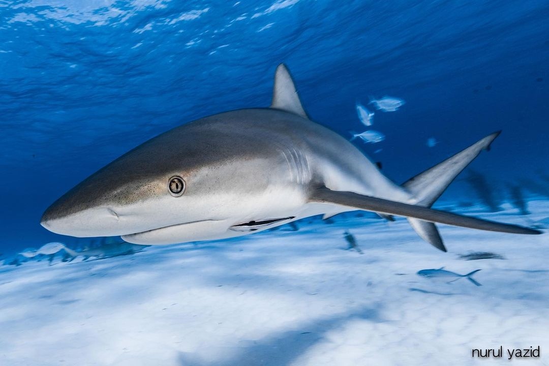 Diveasapp tweet media