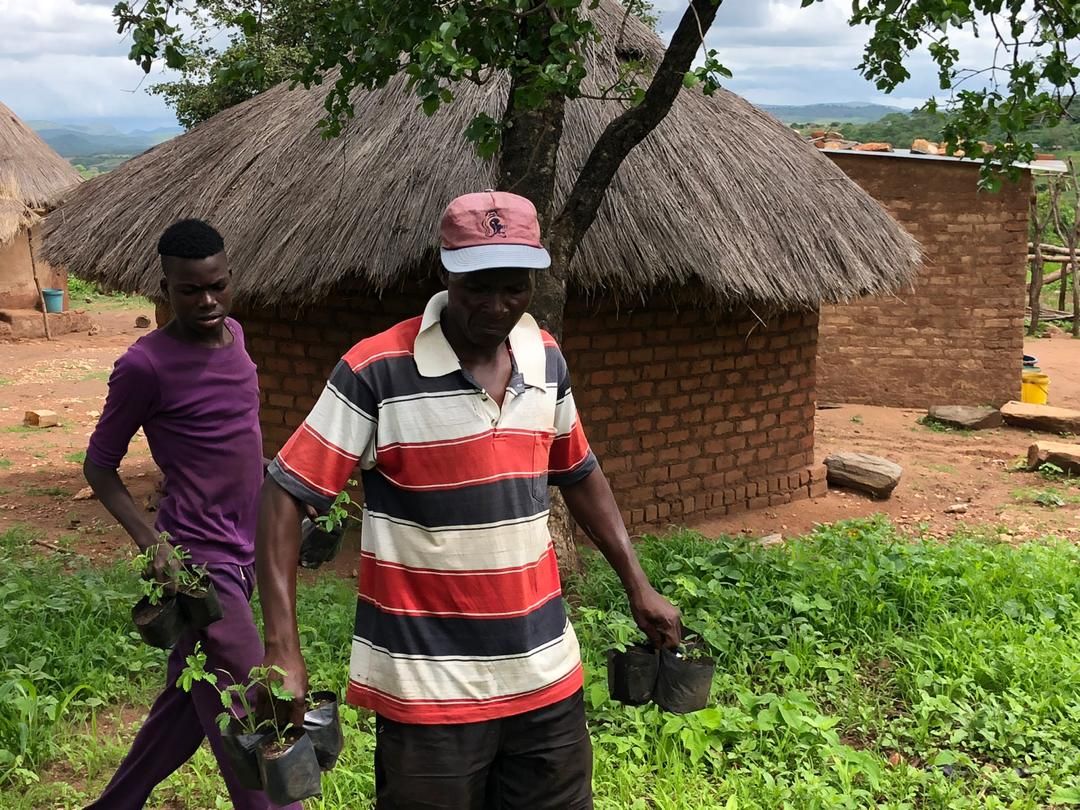 MyTreesTrust's tweet photo. Seedling distribution in Hurungwe is nearing its conclusion, leaving plenty of time for the seedlings to be planted before the end of the rainy season. #mytrees #seedlingdistribution #plantingseason https://t.co/wKLl4p120g