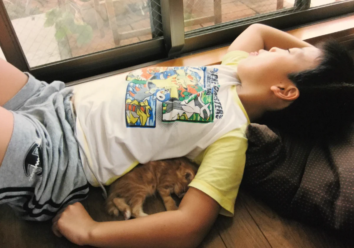 男の子と猫の成長した写真が素敵と話題に！長男・次男の関係もほっこりします！！