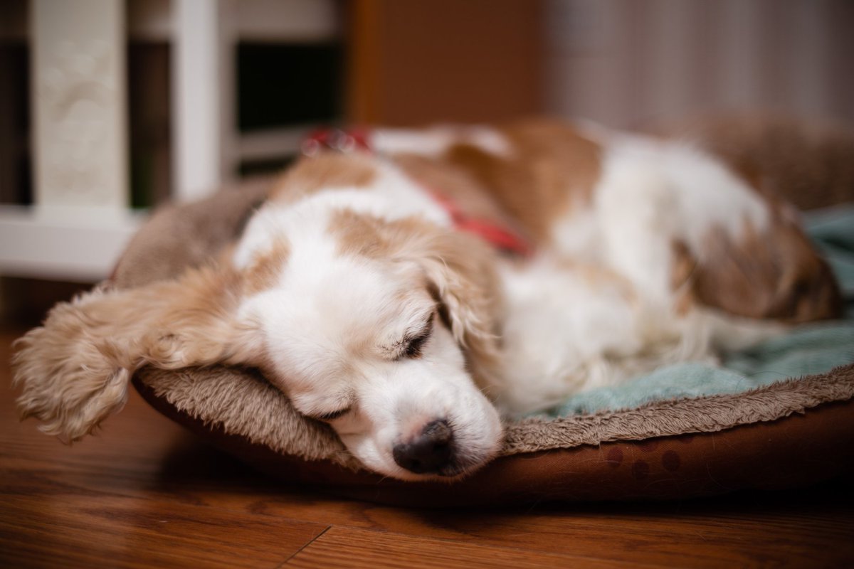 Masa 老犬との生活 先週は朝食べたものを夕方に吐いたりしてそれから二日ぐらい殆んど食べられずにいて大変心配したのだが 今週半ばからだいぶ回復してくれてウンチも普通の状態になってきた 一安心だが寒い日が続くのでそこは気を付けないと Masa 老犬との生活 先週は朝食べたものを夕方に吐いたりしてそれから二日ぐらい殆んど食べられずにいて大変心配したのだが 今週半ばからだいぶ回復してくれてウンチも普通の状態になってきた 一安心だが寒い日が続くのでそこは気を付けないと