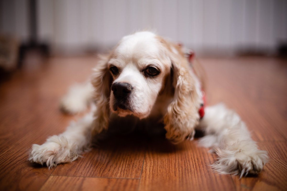 Masa 老犬との生活 先週は朝食べたものを夕方に吐いたりしてそれから二日ぐらい殆んど食べられずにいて大変心配したのだが 今週半ばからだいぶ回復してくれてウンチも普通の状態になってきた 一安心だが寒い日が続くのでそこは気を付けないと Masa 老犬との生活 先週は朝食べたものを夕方に吐いたりしてそれから二日ぐらい殆んど食べられずにいて大変心配したのだが 今週半ばからだいぶ回復してくれてウンチも普通の状態になってきた 一安心だが寒い日が続くのでそこは気を付けないと
