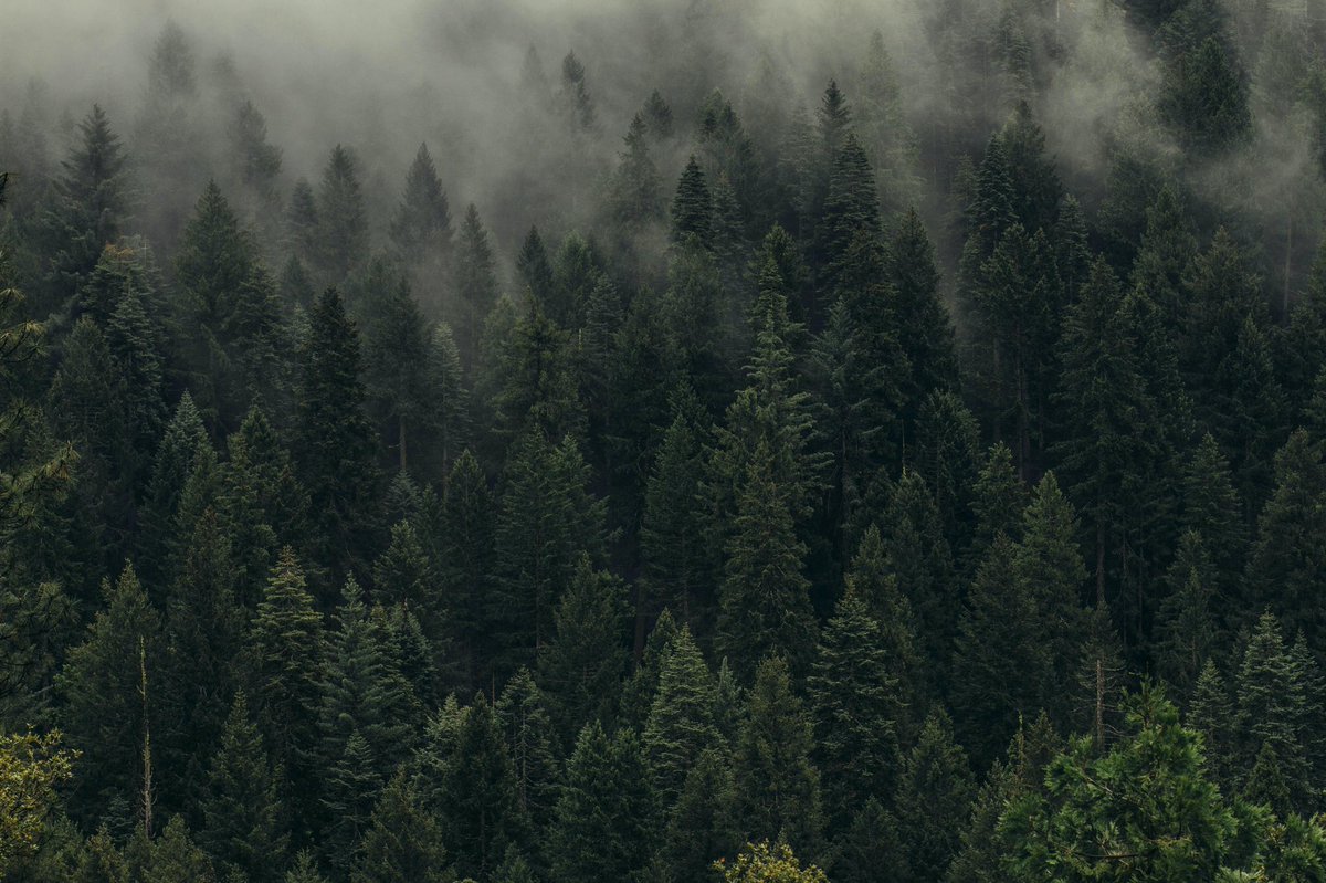 billiontreespro's tweet photo. It’s time to make a change &amp; save our plant 🌍 
The project is a simple way to encourage businesses to reduce their carbon footprint by planting a tree for every registration they receive with our data capture tool. 
#saveourplanet #ecomission #greenbusiness #carbonneutral https://t.co/sZiDuuhNoA