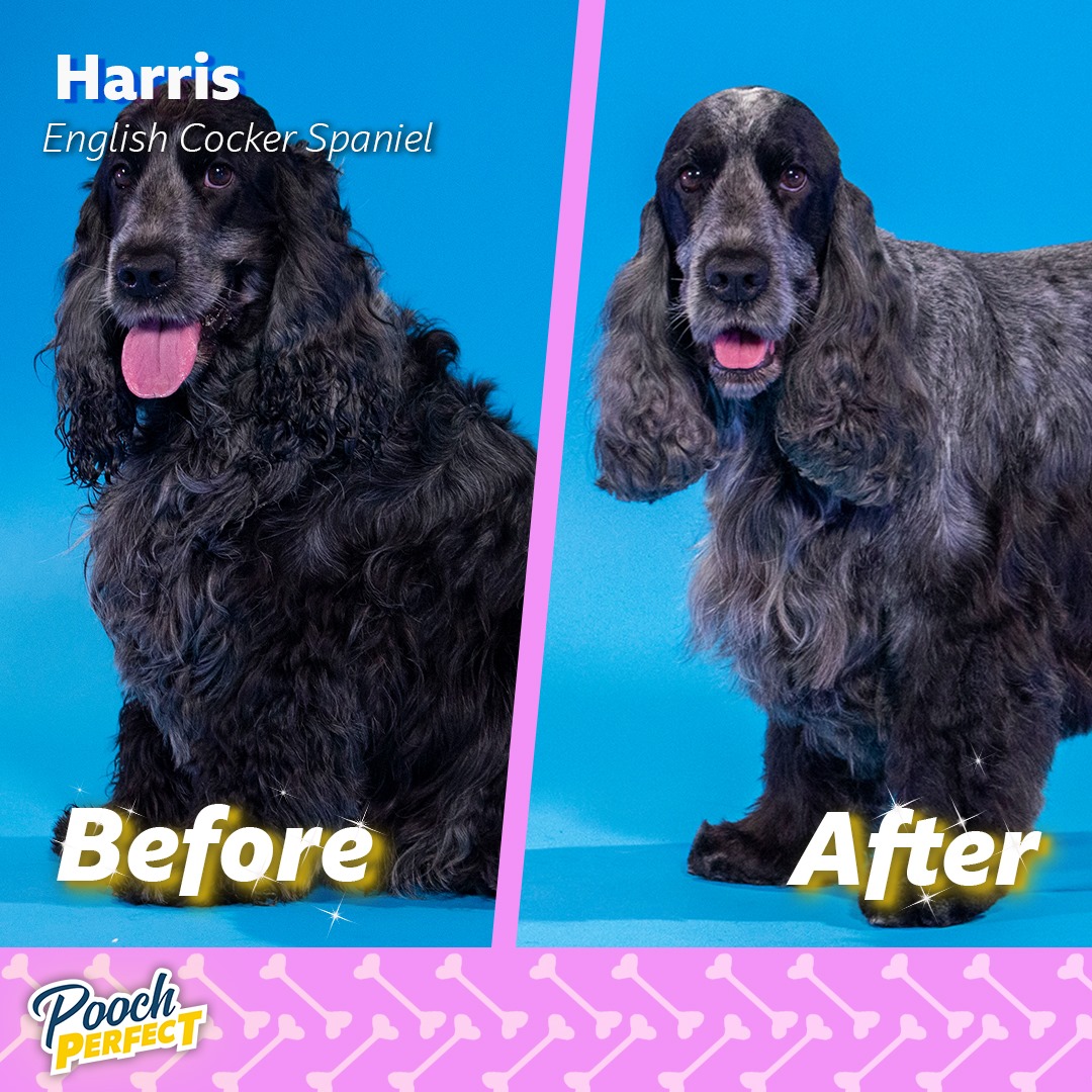 poochperfectuk tweet picture