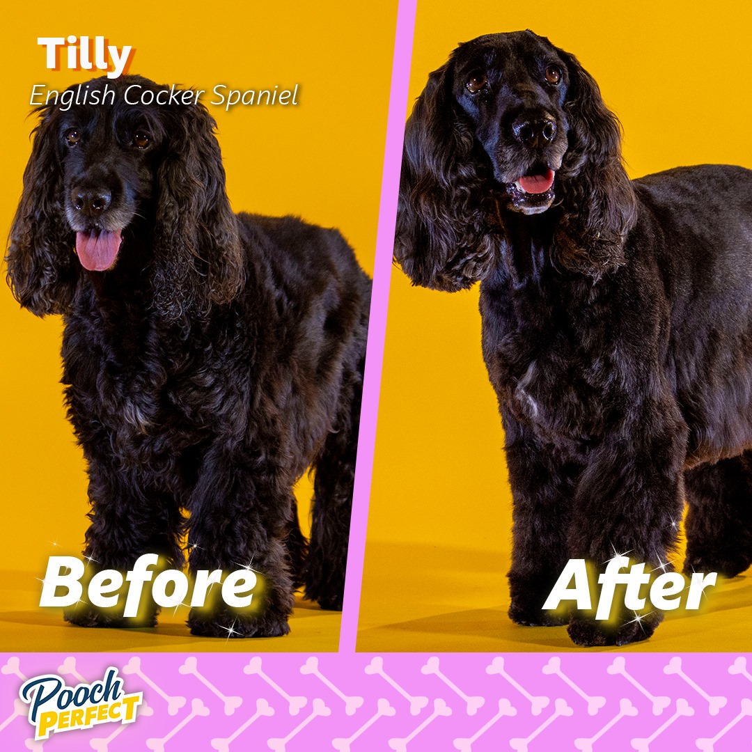 poochperfectuk tweet picture