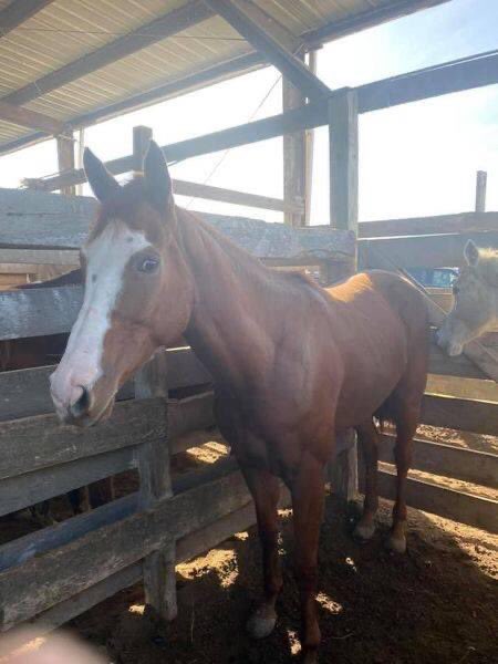 GerdasEquineRes's tweet photo. GOOD NEWS! 
1. We have a Vermont foster for this 5 yr TB 👍
2. Almost half way to the goal of $3500 needed. 😊 This includes transport from LA to VT, which always makes the $ number high. https://t.co/CcSOIDGsv6