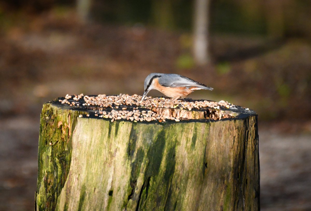ddwt's tweet photo. A nuthatch enjoying an early morning breakfast at Coed Gwilym park in Clydach 📸 
22/365
#365photochallenge #Winterwatch @clydach @CCClydachCC https://t.co/KCGQRHFXL6