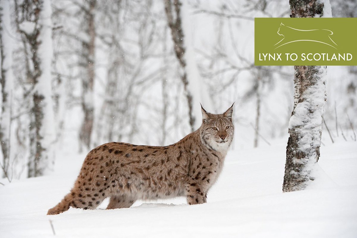 In need of some weekend reading? To mark the launch of Lynx to Scotland, @ScotlandTBP are making their eBook ‘The Lynx & Us’ FREE to access for the next 4 weeks with code ‘LynxToScotland'! Get to know these shy, elusive predators here: scotlandbigpicture.com/Store/ebooks/t…
#wildlifecomeback