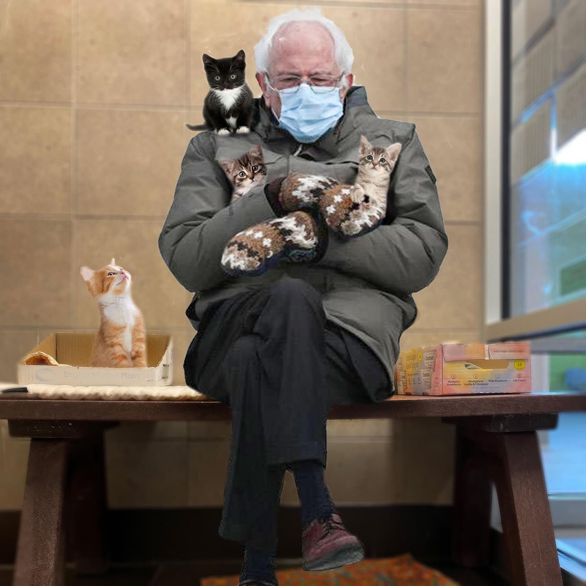 Bernie in mittens with kittens.