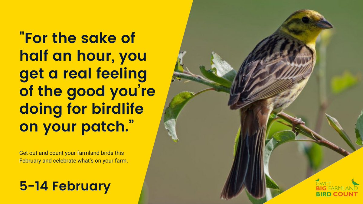 Gameandwildlife's tweet photo. 📝🐦The 2021 Big Farmland Bird Count takes place from 5-14 February!

You are vital in helping to ensure the future of our most cherished farmland bird species such as skylark, yellowhammer, corn buntings and wild grey partridges.

Find out more here 👇
https://t.co/4Lg5hBdR2e https://t.co/Me7p8H4h8s