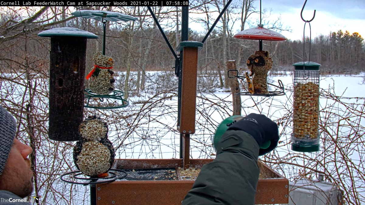FeederWatch Cam tweet media