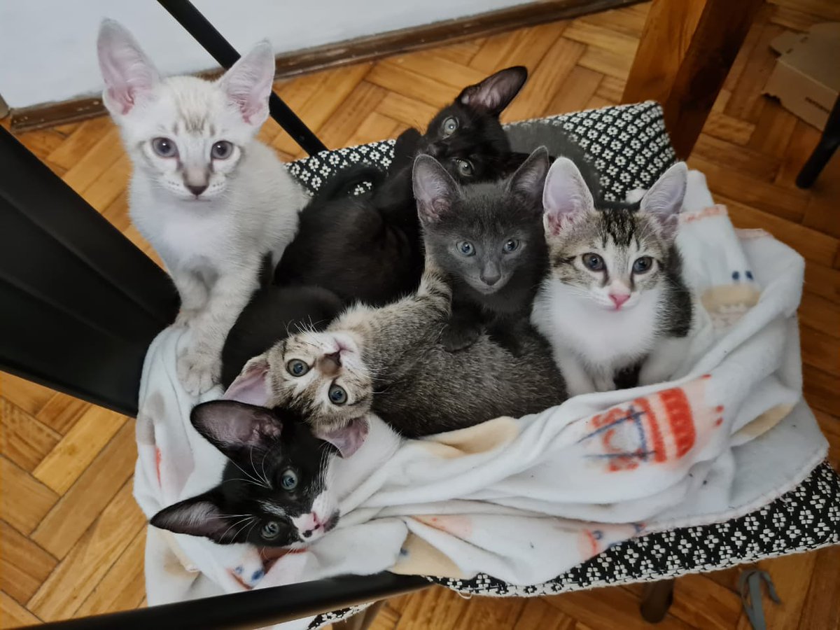 hacefelizungato's tweet photo. ¡Los botines en adopción! Llenen su vida de ternura, mimos, juegos y ronroneos. Escribinos a adopciones.botanico@gmail.com https://t.co/XmqqmpIqOU
