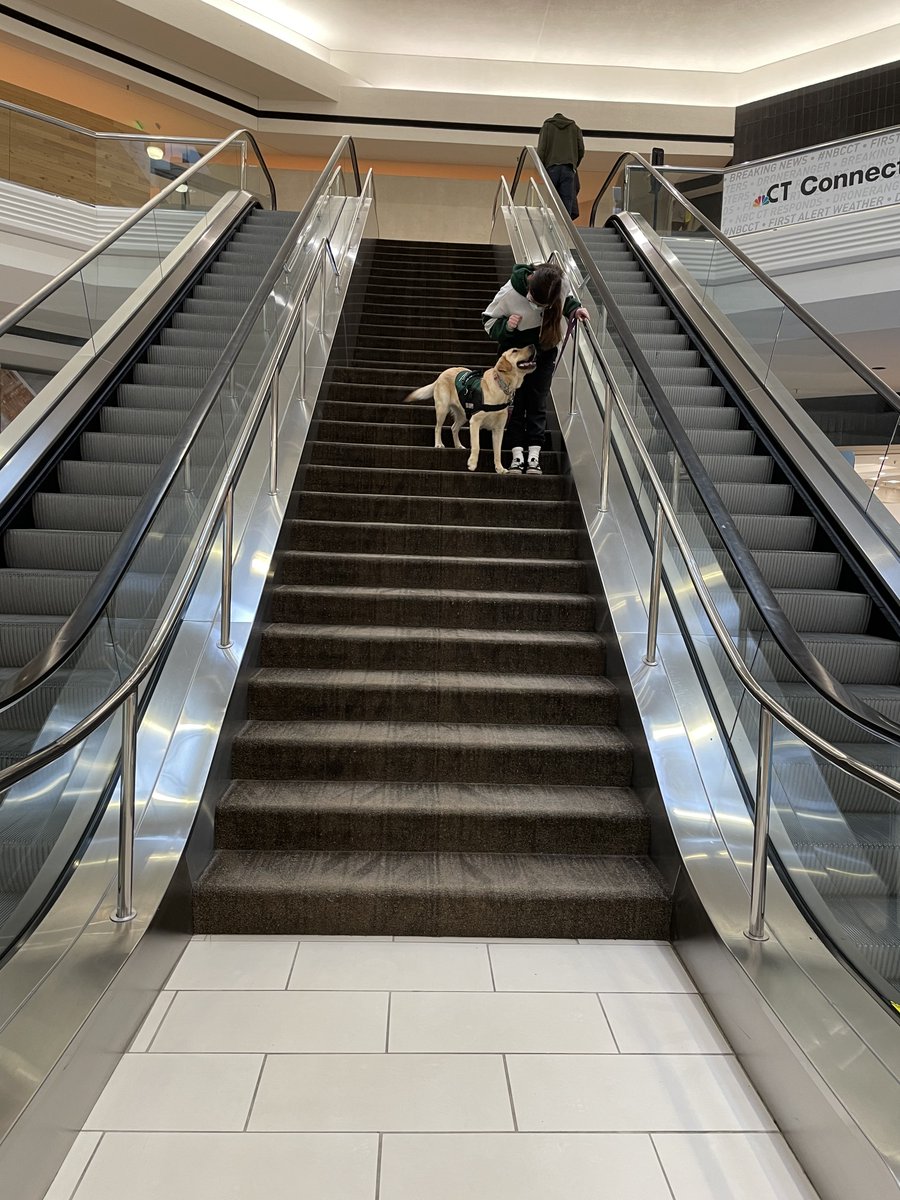 ECADServiceDogs's tweet photo. #Maizey looks so happy to be out training, doesn't she?! #ECADServiceDogs https://t.co/9CIEuay1W9