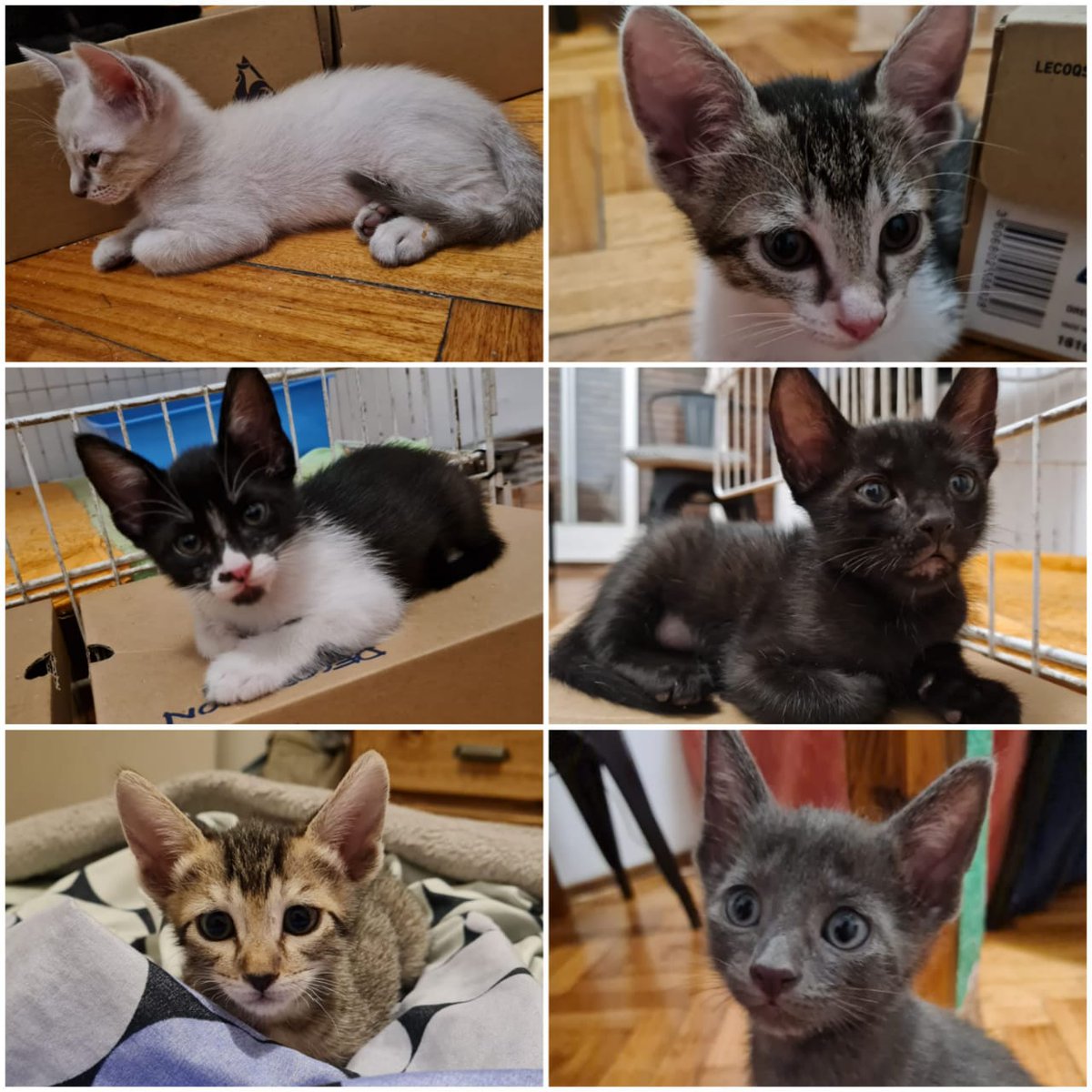 hacefelizungato's tweet photo. ¡Los botines en adopción! Llenen su vida de ternura, mimos, juegos y ronroneos. Escribinos a adopciones.botanico@gmail.com https://t.co/XmqqmpIqOU