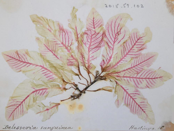 rbgedipgh's tweet photo. Great @BotanicsStories post Margaret Gatty, Victorian seaweed collector by Kateryna Sydorova. Love Gatty's advice: ‘Any ‘rational being’ should leave silks, lace, and jewelry behind.’ https://t.co/lk2YJmHfT8 https://t.co/JcdKhFzExZ