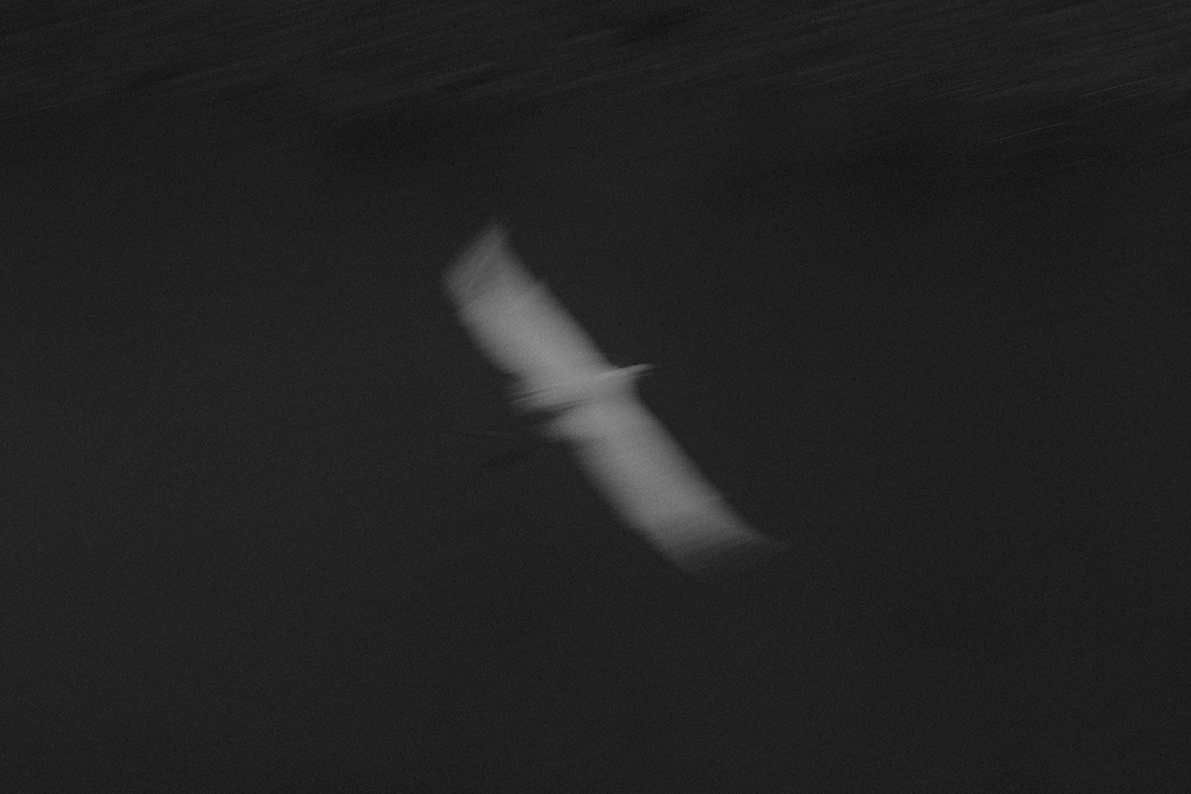 Contested Desires tweet media