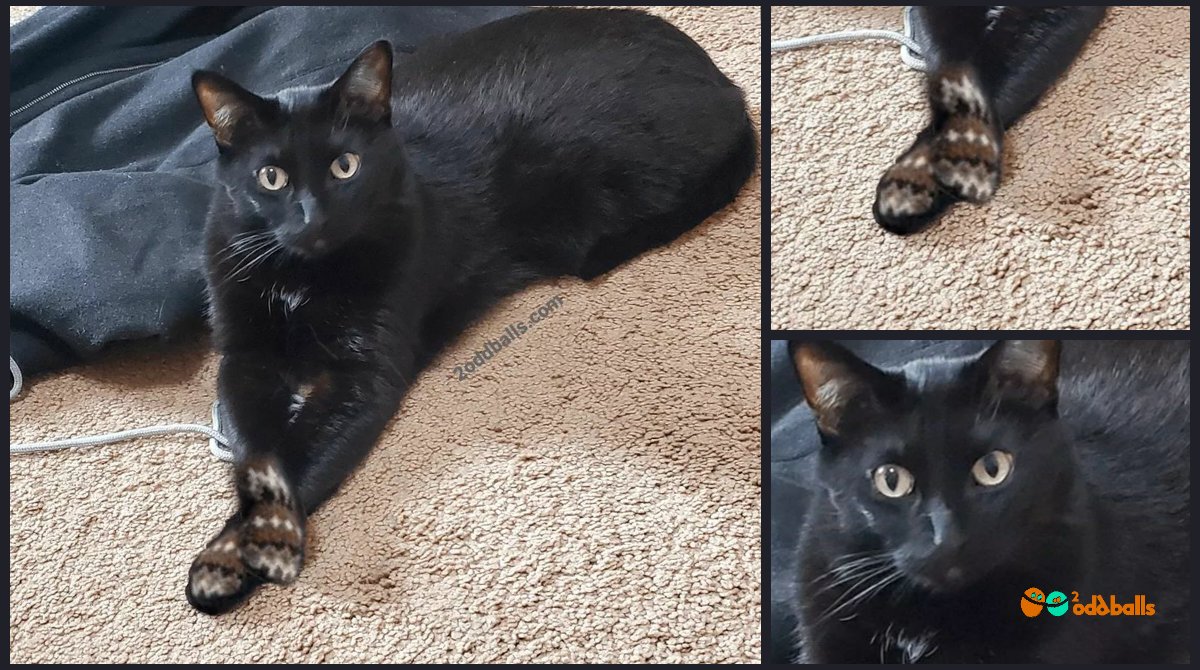 2oddballs tweet media