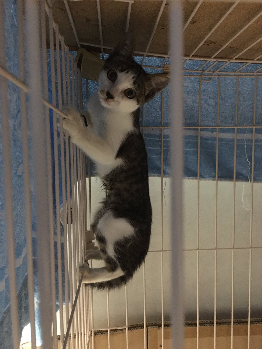 「猫ともクラブ」in富田林市 tweet media