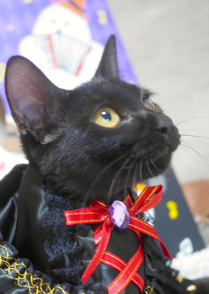 「猫ともクラブ」in富田林市 tweet media