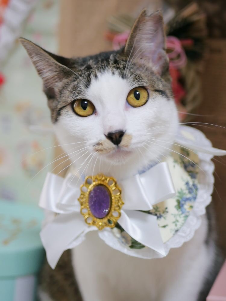 「猫ともクラブ」in富田林市 tweet media