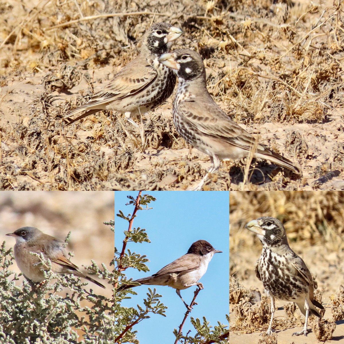 Itai_Shanni's tweet photo. Desert birding at its best... https://t.co/8pw0lgLLg3