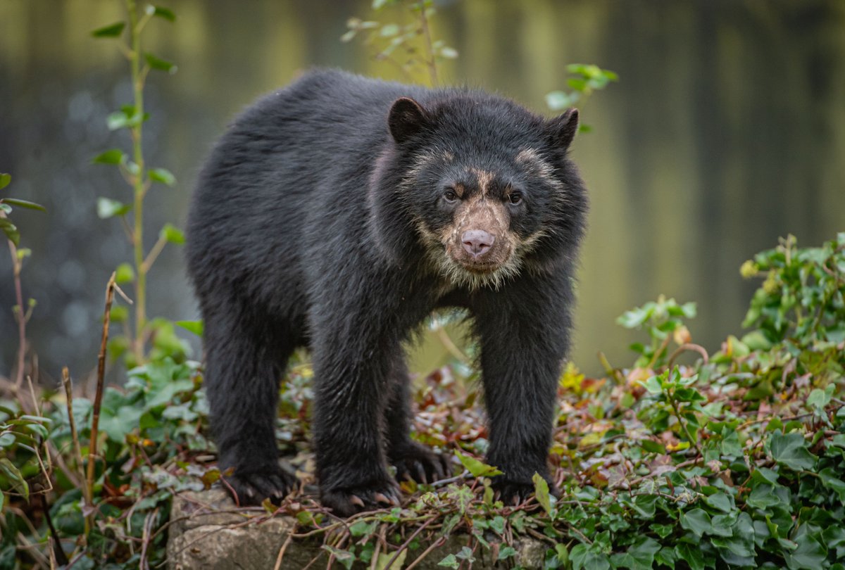 chesterzoo's tweet photo. 🎬That's a WRAP!🎬

We hope you had a FAB time during our Virtual Zoo Day🐜🦦🦀🐻🦥

We know times are tough, but if you can support our charity zoo during these challenging times, we would be incredibly grateful❤️️

👇You can make a huge difference👇
https://t.co/7hZU7CXVzY https://t.co/r7dyXkrK1K