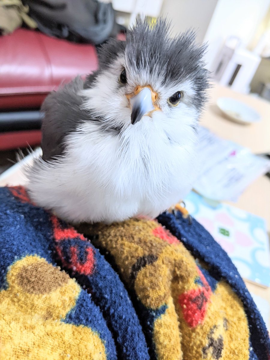 ピグミーファルコンのナッツ Fruitsnuts 0411 Timeline The Visualized Twitter Analytics