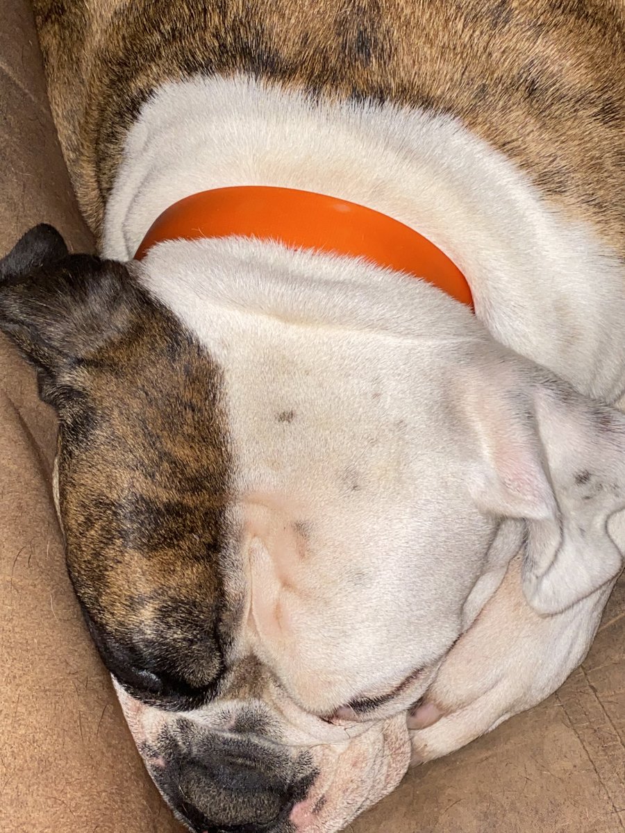 lip_og's tweet photo. #nope #rainyday #bulldogsoftwitter #bulldog #oebd 🤷‍♀️ #ryderdiebish https://t.co/dYffwCTz7e