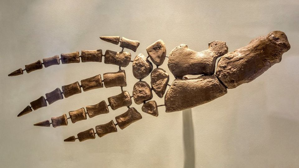 Close up of a cetacean's fossilized flipper bones. It looks not unlike the structure of a human hand with five long finger-like appendages protruding from a palm and wrist-like structure. 